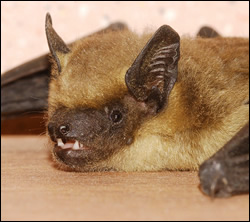 bat control Saginaw