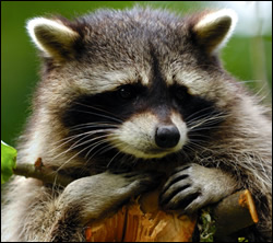 raccoon control Saginaw
